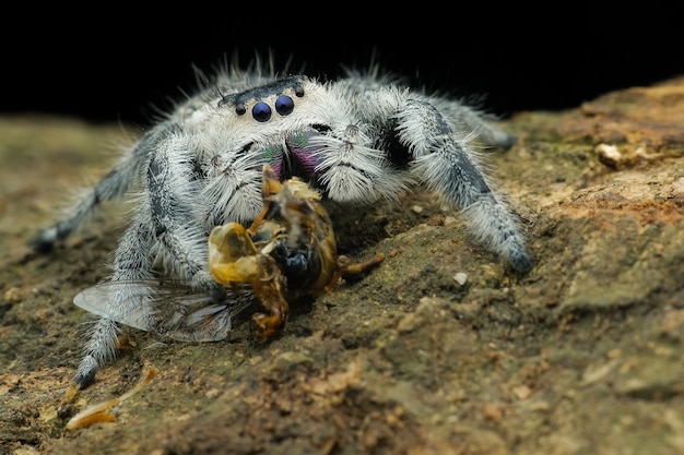 Foto springende spinne frisst ihre beute