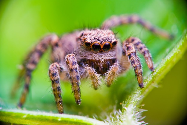 Springende Spinne in der Natur