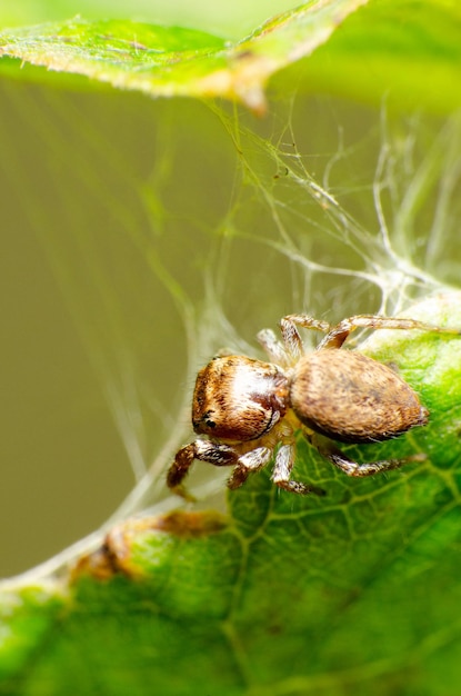 Springende Spinne Kleine springende Spinne auf ihrem Netz gemacht auf einem Weinblatt selektiven Fokus