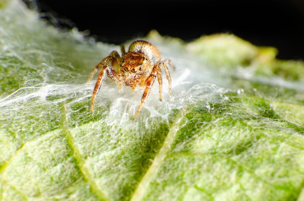 Springende Spinne Kleine springende Spinne auf ihrem Netz gemacht auf einem Weinblatt selektiven Fokus