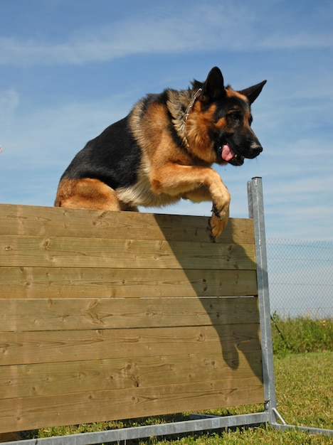 Springender deutscher Schäferhund