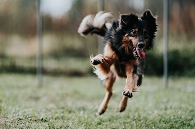 Springender Hund