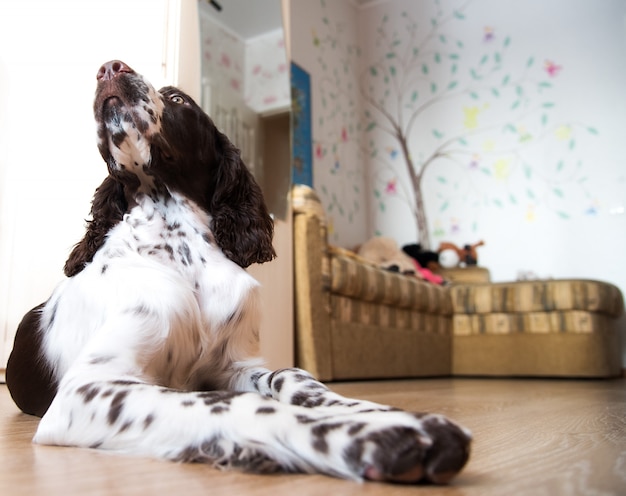 Springer inglês Spaniel cachorrinho dentro de casa