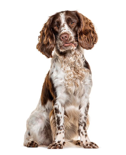 Springer Spaniel Inglés aislado en blanco