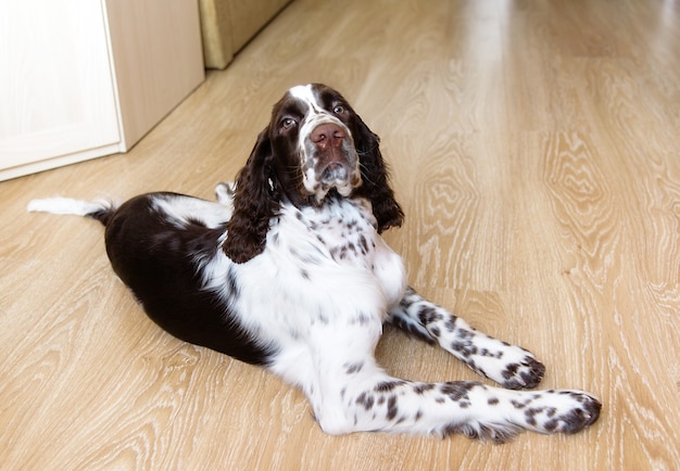 Springer Spaniel Inglés cachorro acostado