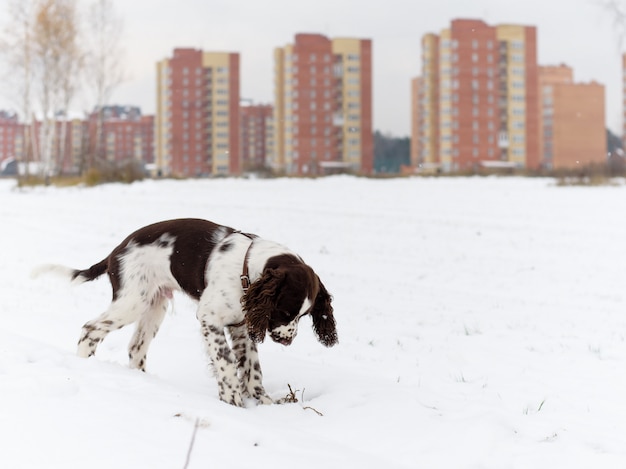 Springer Spaniel Inglés cachorro jugando al aire libre