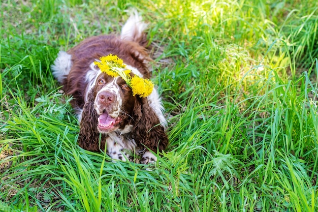 Springer spaniel inglés divertido con corona de diente de león se encuentra en el campo