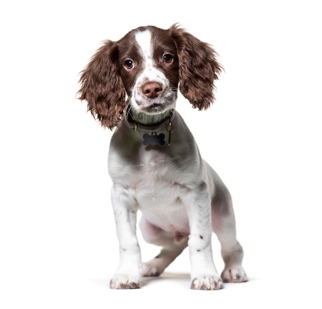 Springer spaniel inglês jovem isolado no branco