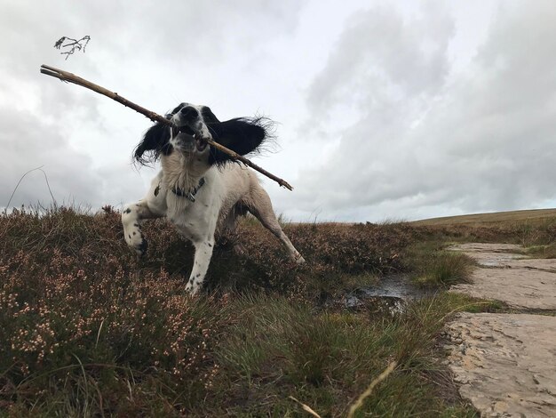 Foto springer spaniel inglês