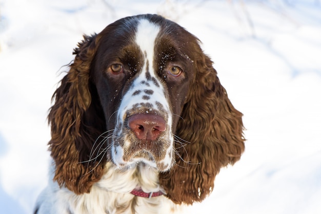 Springer spaniel joven en cierre de la naturaleza del invierno para arriba.