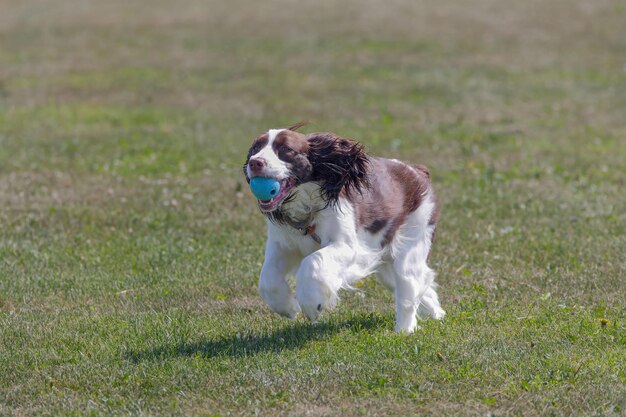 Springer Spaniel Perro de carrera con una pelota