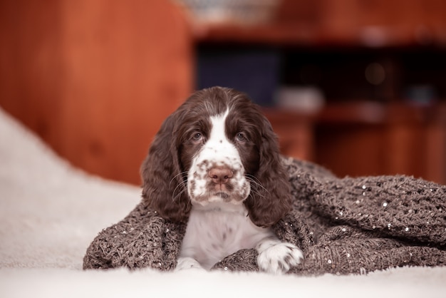 Springer Spaniel Welpe. 3 Monate. Wohnkomfort. Hund