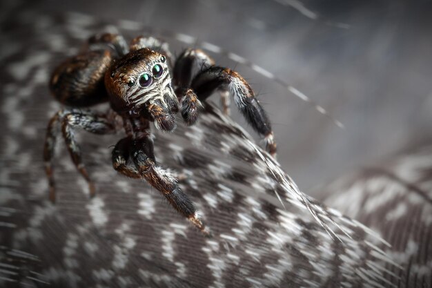 Springspinne auf den graubunten Federn