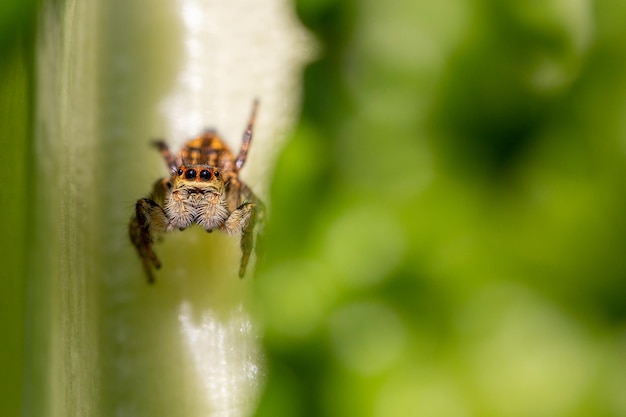 Springspinne auf einem Blatt Artenvielfalt