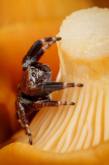 Springspinne auf einem pfifferling. die am häufigsten gegessenen wildpilzarten