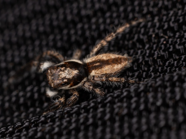 Springspinne der Art Menemerus bivitattus