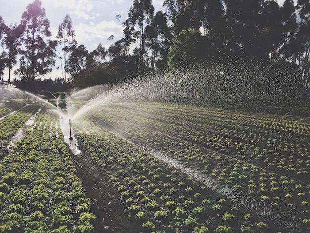 Sprinkler agrícola en el campo contra los árboles