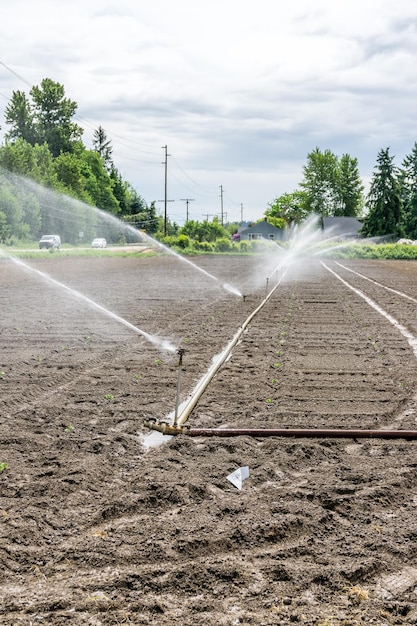 Sprinkler sprühen über ein Feld, das kürzlich in Kent Washington gepflanzt wurde