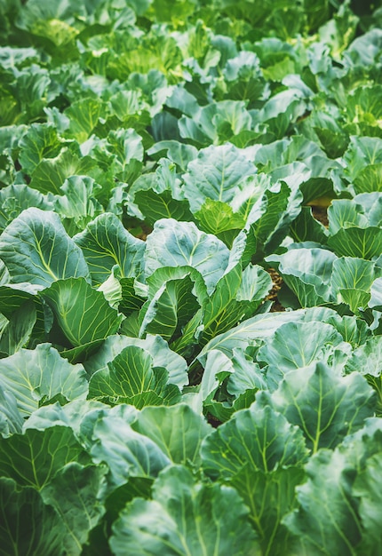 Sprösslinge von Kohl im Garten. Selektiver Fokus