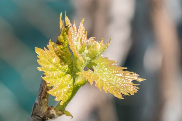 Foto spross der weinrebe vitis vinifera