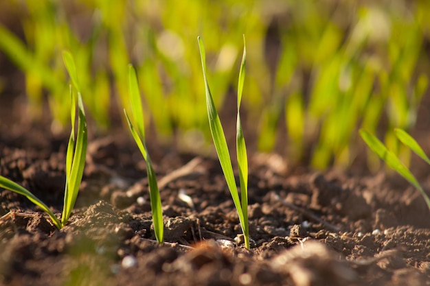 Spross des gekeimten Weizenkornkonzepts der Getreideernte in der Landwirtschaft auf dem Feld