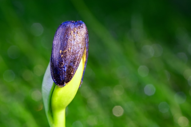 Spross einer Sonnenblume aus Samen auf einem Hintergrund des grünen Feldes