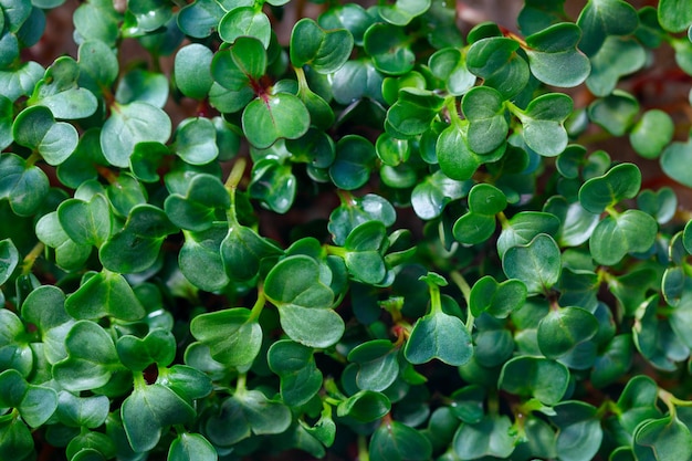 Sprossen der Brunnenkresse Nahaufnahme Microgreens Pflanzennahrung