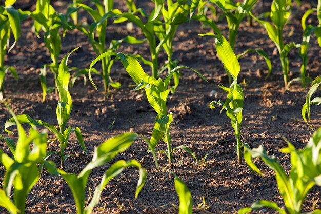 Sprossen des grünen Mais, der auf einem landwirtschaftlichen Feld wächst. Die Sonne scheint hinter Sprossen