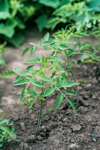 Sprossen junger Bio-Tomaten im Boden im Gemüsegarten. Landwirtschaft. Weicher selektiver Fokus.