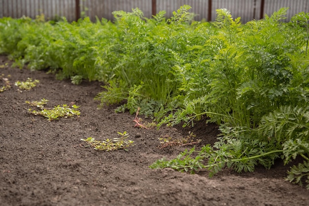 Sprossen junger Karotten wachsen auf einem Gartenbeet