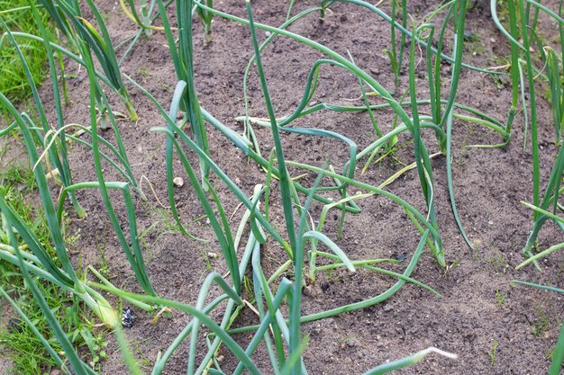 Sprossen von Frühlingszwiebeln im Garten