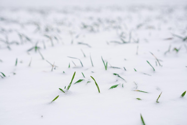 Sprossen von grünem Winterweizen auf einem Feld Landwirtschaftliches Feld von Winterweizen unter dem Schnee mit grünen Reihen von jungem Weizen