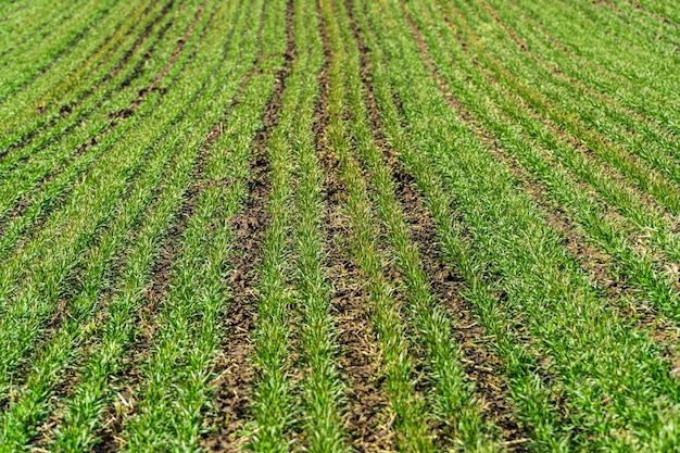 Sprossen von junger Gerste oder Weizen. Die zukünftige Broternte. Fruchtbares Ackerland