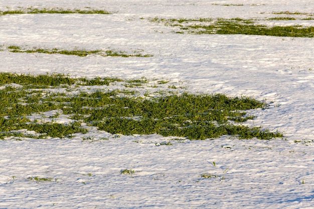 Sprossen von Winterweizen