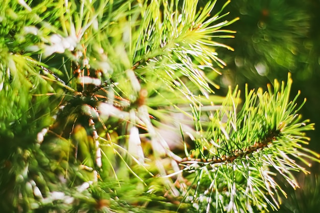 Spruce galhos de árvores como plano de fundo da natureza abstrata e conceito de ambiente natural