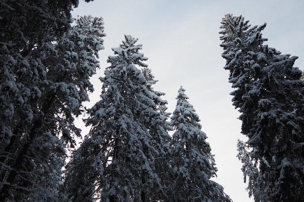 Spruce picea é uma árvore de coníferas perene da família dos pináceos árvores perenes comuns