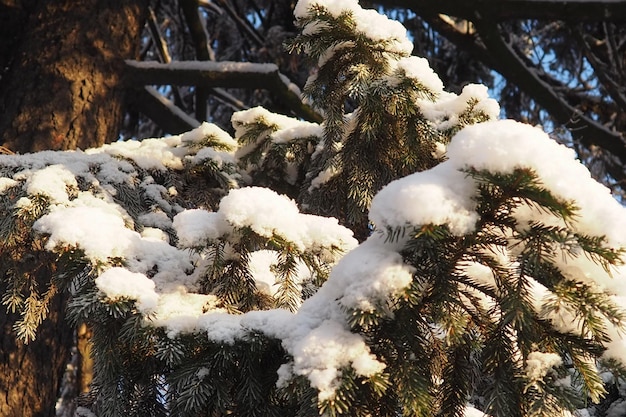 Spruce picea é uma árvore de coníferas perene da família dos pináceos árvores perenes comuns