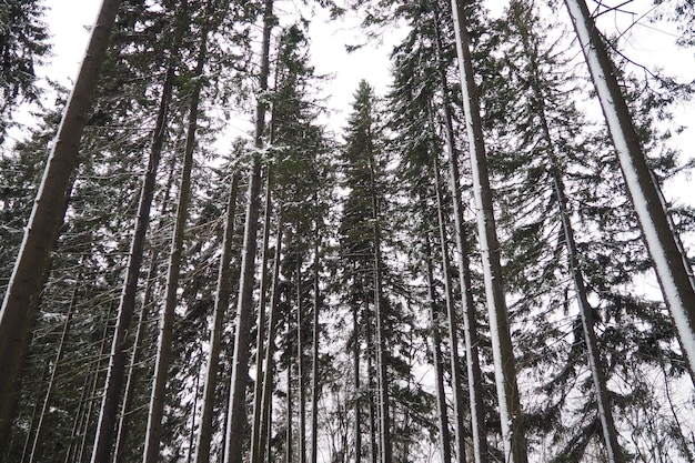 Spruce picea é uma árvore de coníferas perene da família dos pináceos árvores perenes comuns