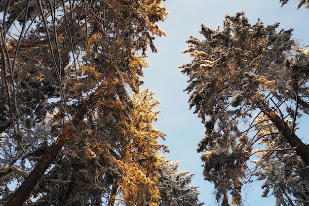 Foto spruce picea ist ein nadelbäume der pinienfamilie pinaceae.