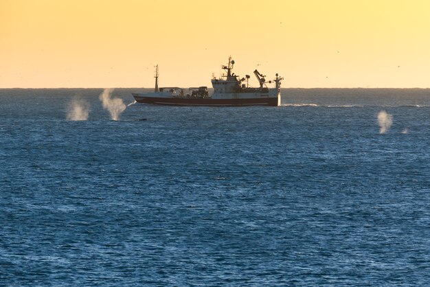 Sprühen Sie von 3 Walen, die um ein Fischerboot in Island bei Sonnenuntergang schwimmen