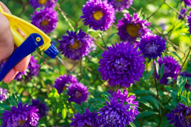 Sprühen von Asterblumen im Garten an einem sonnigen Tag Pflege von Blumen im Garten oder Park