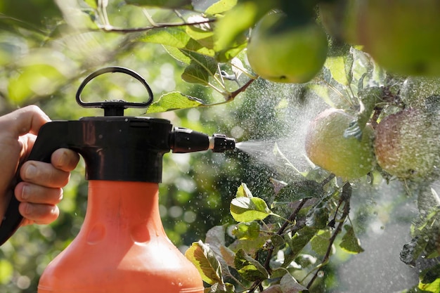 Sprühen von Pestiziden Apfelbaum mit Sprühflasche Copy SpaceSpray gegen Krankheiten Pflanzenschädlinge