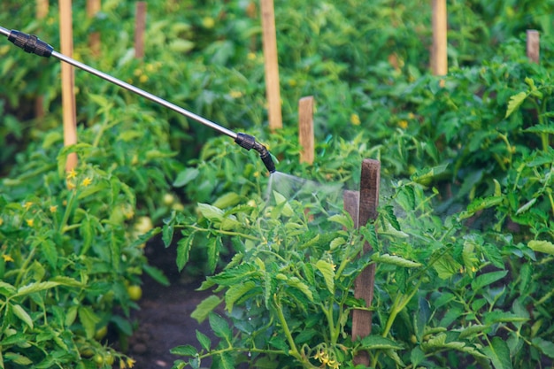 Sprühen von Tomaten im Garten Selektiver Fokus Natur