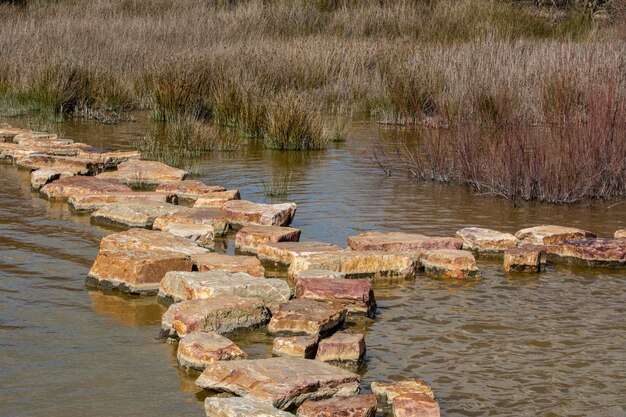 Foto sprungbrett in einem teich überqueren das wasser mit pflanzen daneben