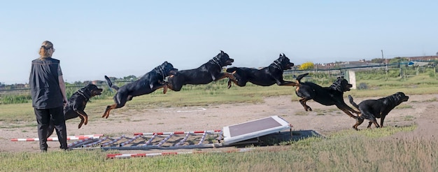 Sprungtraining