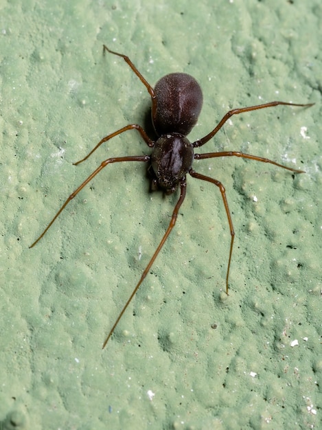 Spuckende Spinne der Gattung Scytodes