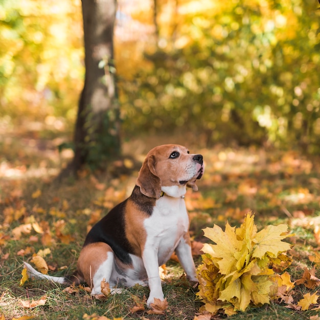 Foto spürhundhund, der im wald sitzt