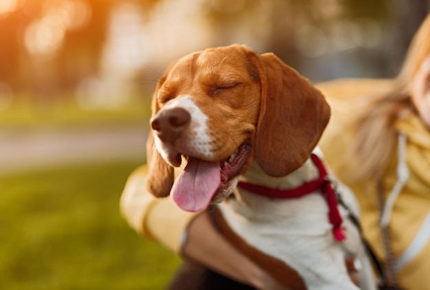 Spürhundhund mit der Frau, die auf Gras sitzt