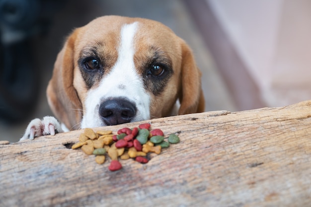 Spürhundhund versuchen, trockene Nahrung vom Tisch zu schnorren, Haustier, das Nahrung isst