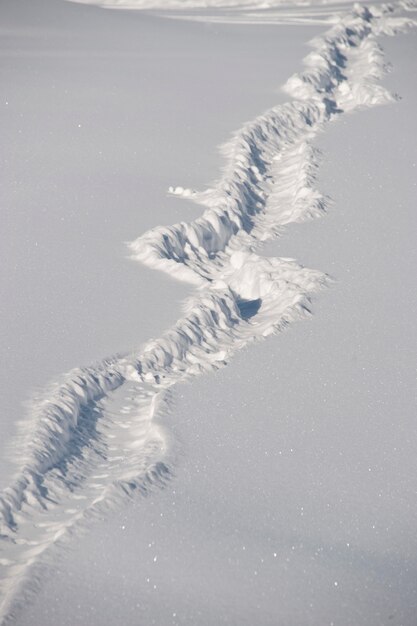 Foto spur auf dem schnee